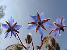 Borage Carrier Oil