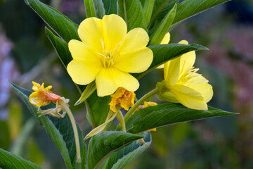 Evening Primrose Carrier Oil